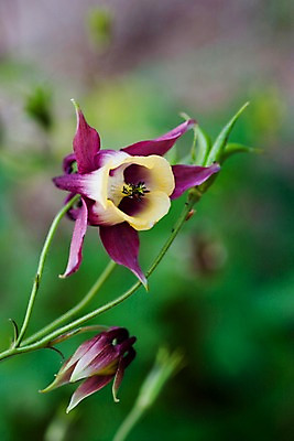 포토 JPG 주간 식물 꽃 자연 근접촬영 사람없음 야외 보라색 들꽃 매발톱꽃 국내포토 자연요소 뷰포인트 컬러 생태계 파일형식