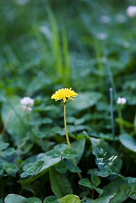 포토 JPG 주간 식물 꽃 자연 사람없음 야외 노란색 들꽃 흰색 풀 클로버 토끼풀 민들레 토끼풀꽃 국내포토 자연요소 컬러 생태계 파일형식