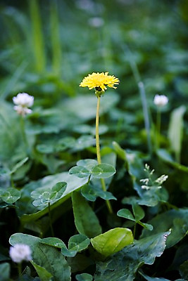 포토 JPG 주간 식물 꽃 자연 풍경 사람없음 야외 여름 여름풍경 들꽃 풀 민들레 국내포토 자연요소 계절 생태계 파일형식 여름_계절