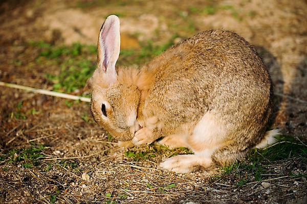 포토 JPG 주간 동물 척추동물 한마리 육지동물 포유류 자연 초식동물 사람없음 야외 옆모습 갈색 토끼 반려 국내포토 자연요소 1 뷰포인트 컬러 반려동물 생태계 파일형식