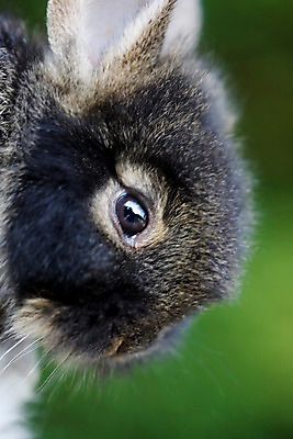 포토 JPG 주간 동물 척추동물 한마리 육지동물 포유류 자연 초식동물 근접촬영 사람없음 야외 옆모습 반려동물 검은색 토끼 반려 국내포토 자연요소 1 뷰포인트 컬러 생태계 파일형식