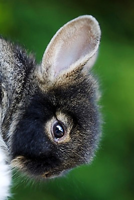 포토 JPG 주간 동물 척추동물 한마리 육지동물 포유류 초식동물 근접촬영 사람없음 야외 귀여움 검은색 토끼 반려 국내포토 자연요소 1 뷰포인트 컬러 컨셉 반려동물 파일형식