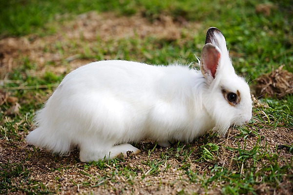 포토 JPG 주간 동물 척추동물 한마리 육지동물 포유류 자연 초식동물 사람없음 야외 옆모습 흰색 토끼 반려 국내포토 자연요소 1 뷰포인트 컬러 반려동물 생태계 파일형식