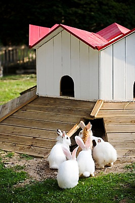 포토 JPG 주간 동물 척추동물 육지동물 여러마리 포유류 자연 초식동물 사람없음 야외 흰색 토끼 반려 국내포토 자연요소 컬러 다수 반려동물 생태계 파일형식