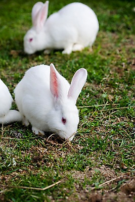 포토 JPG 주간 동물 척추동물 육지동물 포유류 자연 초식동물 세마리 사람없음 야외 흰색 토끼 반려 국내포토 자연요소 컬러 3 반려동물 생태계 파일형식