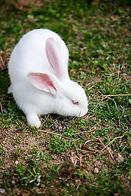 포토 JPG 주간 동물 척추동물 한마리 육지동물 포유류 자연 초식동물 사람없음 야외 흰색 토끼 반려 국내포토 자연요소 1 컬러 반려동물 생태계 파일형식