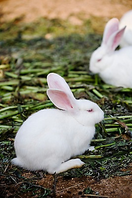 포토 JPG 주간 동물 척추동물 육지동물 두마리 포유류 자연 초식동물 사람없음 야외 흰색 토끼 반려 국내포토 자연요소 컬러 2 반려동물 생태계 파일형식