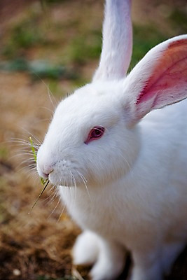 포토 JPG 주간 동물 척추동물 한마리 육지동물 포유류 자연 초식동물 사람없음 야외 흰색 토끼 반려 국내포토 자연요소 1 컬러 반려동물 생태계 파일형식