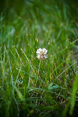 포토 JPG 주간 식물 꽃 자연 잔디 초원 사람없음 야외 초록색 흰색 풀 토끼풀 토끼풀꽃 국내포토 자연요소 컬러 생태계 파일형식