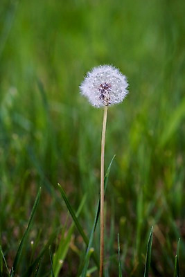 포토 JPG 주간 식물 꽃 한송이 자연 초원 사람없음 야외 들꽃 흰색 민들레 민들레홀씨 국내포토 자연요소 1 컬러 생태계 송이 파일형식