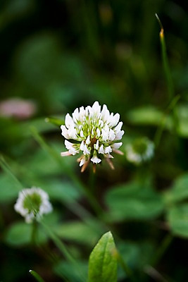 포토 JPG 주간 식물 꽃 자연 사람없음 야외 흰색 풀 토끼풀 토끼풀꽃 국내포토 자연요소 컬러 생태계 파일형식