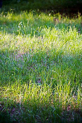 포토 JPG 주간 식물 자연 잔디 사람없음 야외 초록색 풀 국내포토 자연요소 컬러 생태계 파일형식