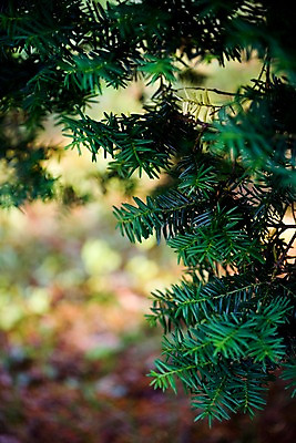 포토 JPG 주간 나무 식물 자연 근접촬영 사람없음 야외 초록색 숲 침엽수 솔송나무 국내포토 자연요소 뷰포인트 컬러 생태계 파일형식