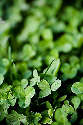 포토 JPG 주간 식물 자연 근접촬영 사람없음 야외 초록색 풀 클로버 토끼풀 국내포토 자연요소 뷰포인트 컬러 생태계 파일형식