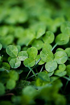 포토 JPG 주간 식물 자연 근접촬영 사람없음 야외 초록색 풀 클로버 토끼풀 국내포토 자연요소 뷰포인트 컬러 생태계 파일형식