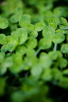 포토 JPG 주간 식물 자연 근접촬영 사람없음 야외 초록색 풀 클로버 토끼풀 국내포토 자연요소 뷰포인트 컬러 생태계 파일형식