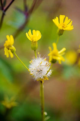 포토 JPG 주간 식물 꽃 자연 근접촬영 사람없음 야외 노란색 들꽃 민들레홀씨 애기기린초 국내포토 자연요소 뷰포인트 컬러 민들레 생태계 파일형식