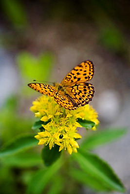 포토 JPG 주간 식물 동물 한마리 꽃 나비 곤충 자연 근접촬영 사람없음 야외 들꽃 애기기린초 국내포토 자연요소 1 뷰포인트 생태계 파일형식