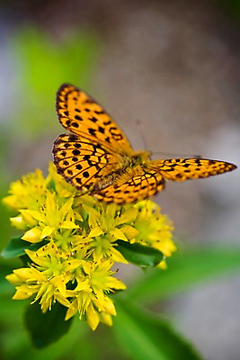 포토 JPG 주간 식물 동물 한마리 꽃 나비 곤충 자연 근접촬영 사람없음 야외 들꽃 애기기린초 국내포토 자연요소 1 뷰포인트 생태계 파일형식