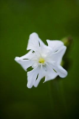 포토 JPG 주간 식물 꽃 한송이 자연 근접촬영 사람없음 야외 들꽃 흰색 국내포토 자연요소 1 뷰포인트 컬러 생태계 송이 파일형식