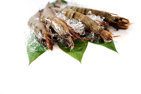포토 JPG 스튜디오촬영 음식 잎 절지류 식재료 나뭇잎 새우 갑각류 요리 사람없음 얼음 대하 해산물 생새우 국내포토 자연요소 식물 동물 어패류 실내 파일형식