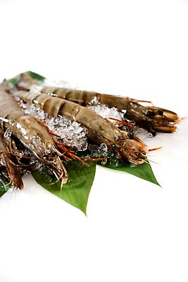포토 JPG 스튜디오촬영 음식 잎 절지류 식재료 나뭇잎 새우 갑각류 요리 사람없음 얼음 대하 해산물 생새우 국내포토 자연요소 식물 동물 어패류 실내 파일형식