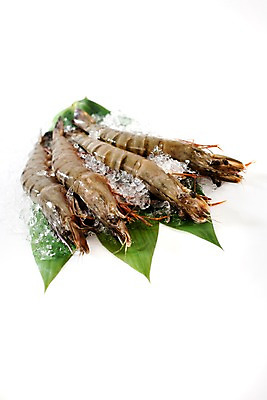 포토 JPG 스튜디오촬영 음식 잎 절지류 식재료 나뭇잎 새우 갑각류 요리 사람없음 얼음 대하 해산물 생새우 국내포토 자연요소 식물 동물 어패류 실내 파일형식