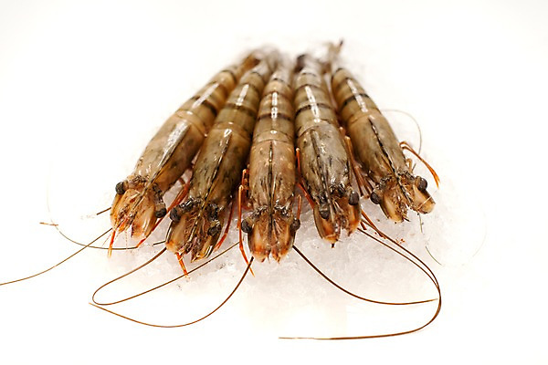 포토 JPG 스튜디오촬영 음식 절지류 식재료 새우 갑각류 요리 누끼 사람없음 얼음 대하 해산물 생새우 국내포토 자연요소 동물 어패류 실내 파일형식