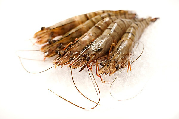 포토 JPG 스튜디오촬영 음식 절지류 식재료 새우 갑각류 요리 누끼 사람없음 얼음 대하 해산물 생새우 국내포토 자연요소 동물 어패류 실내 파일형식