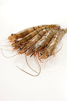 포토 JPG 스튜디오촬영 음식 절지류 식재료 새우 갑각류 요리 사람없음 얼음 대하 해산물 생새우 국내포토 자연요소 동물 어패류 실내 파일형식