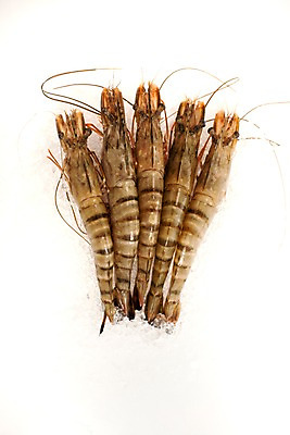 포토 JPG 스튜디오촬영 음식 절지류 식재료 새우 갑각류 요리 누끼 사람없음 얼음 대하 해산물 생새우 국내포토 자연요소 동물 어패류 실내 파일형식