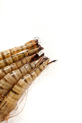 포토 JPG 스튜디오촬영 음식 절지류 식재료 새우 갑각류 요리 사람없음 얼음 대하 해산물 생새우 국내포토 자연요소 동물 어패류 실내 파일형식
