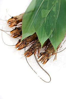 포토 JPG 스튜디오촬영 음식 잎 절지류 식재료 나뭇잎 새우 갑각류 요리 사람없음 얼음 대하 해산물 생새우 국내포토 자연요소 식물 동물 어패류 실내 파일형식