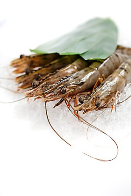 포토 JPG 스튜디오촬영 음식 잎 절지류 식재료 나뭇잎 새우 갑각류 요리 사람없음 얼음 대하 해산물 생새우 국내포토 자연요소 식물 동물 어패류 실내 파일형식