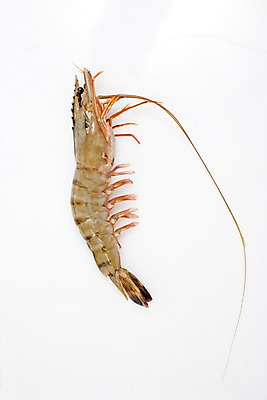 포토 JPG 스튜디오촬영 음식 절지류 식재료 새우 갑각류 요리 누끼 근접촬영 사람없음 하이앵글 대하 해산물 생새우 국내포토 동물 뷰포인트 어패류 실내 파일형식