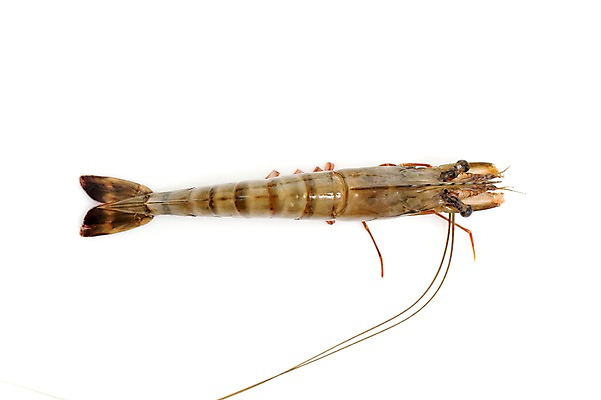 포토 JPG 스튜디오촬영 음식 절지류 식재료 새우 갑각류 요리 누끼 사람없음 하이앵글 대하 해산물 생새우 국내포토 동물 뷰포인트 어패류 실내 파일형식