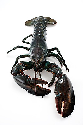 포토 JPG 스튜디오촬영 음식 절지류 식재료 갑각류 요리 누끼 사람없음 바닷가재 해산물 국내포토 동물 실내 가재 파일형식