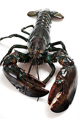 포토 JPG 스튜디오촬영 음식 절지류 식재료 갑각류 요리 누끼 사람없음 바닷가재 해산물 국내포토 동물 실내 가재 파일형식