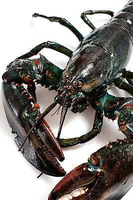 포토 JPG 스튜디오촬영 음식 절지류 식재료 갑각류 요리 근접촬영 사람없음 바닷가재 해산물 국내포토 동물 뷰포인트 실내 가재 파일형식