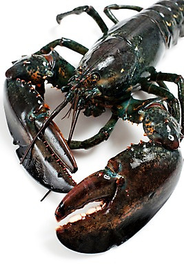 포토 JPG 스튜디오촬영 음식 절지류 식재료 갑각류 요리 근접촬영 사람없음 바닷가재 해산물 국내포토 동물 뷰포인트 실내 가재 파일형식