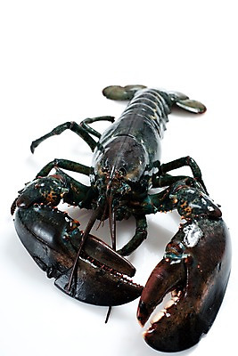 포토 JPG 스튜디오촬영 음식 절지류 식재료 갑각류 요리 누끼 사람없음 바닷가재 해산물 국내포토 동물 실내 가재 파일형식