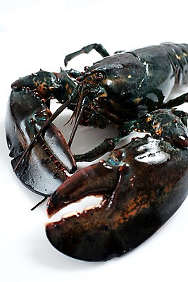 포토 JPG 스튜디오촬영 음식 절지류 식재료 갑각류 요리 근접촬영 사람없음 바닷가재 해산물 국내포토 동물 뷰포인트 실내 가재 파일형식