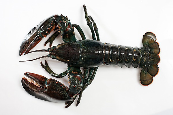 포토 JPG 스튜디오촬영 음식 절지류 식재료 갑각류 요리 누끼 근접촬영 사람없음 하이앵글 바닷가재 해산물 국내포토 동물 뷰포인트 실내 가재 파일형식