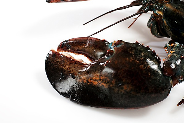 포토 JPG 스튜디오촬영 음식 절지류 식재료 갑각류 요리 근접촬영 사람없음 바닷가재 해산물 국내포토 동물 뷰포인트 실내 가재 파일형식