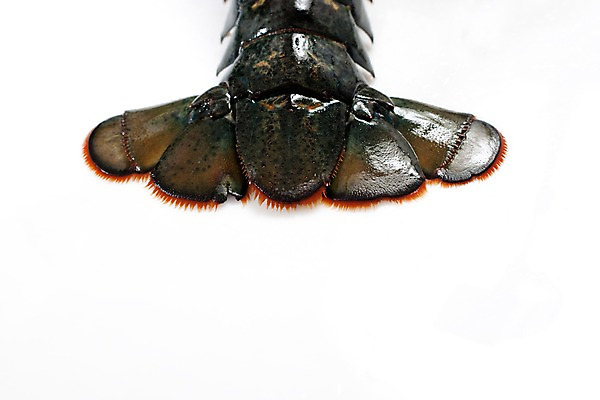 포토 JPG 스튜디오촬영 음식 절지류 식재료 갑각류 요리 근접촬영 사람없음 바닷가재 해산물 국내포토 동물 뷰포인트 실내 가재 파일형식