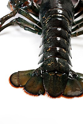 포토 JPG 스튜디오촬영 음식 절지류 식재료 갑각류 요리 근접촬영 사람없음 바닷가재 해산물 국내포토 동물 뷰포인트 실내 가재 파일형식