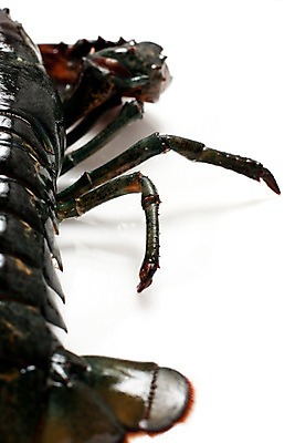 포토 JPG 스튜디오촬영 음식 절지류 식재료 갑각류 요리 근접촬영 사람없음 바닷가재 해산물 국내포토 동물 뷰포인트 실내 가재 파일형식