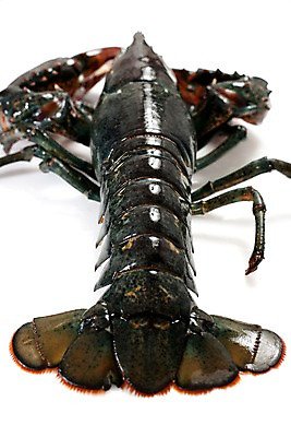 포토 JPG 스튜디오촬영 음식 절지류 식재료 갑각류 요리 근접촬영 사람없음 바닷가재 해산물 국내포토 동물 뷰포인트 실내 가재 파일형식