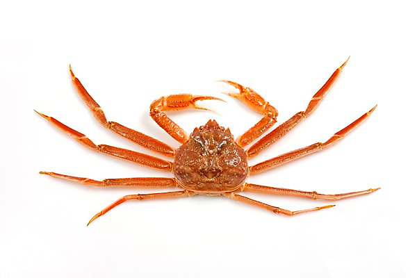 포토 JPG 스튜디오촬영 음식 절지류 식재료 갑각류 요리 누끼 사람없음 게 해산물 대게 국내포토 동물 실내 파일형식