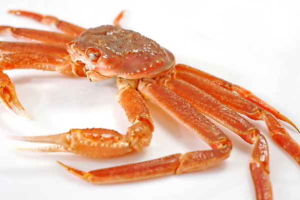 포토 JPG 스튜디오촬영 음식 절지류 식재료 갑각류 요리 사람없음 게 해산물 대게 국내포토 동물 실내 파일형식